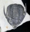 Diademaproetus Trilobite With Free Standing Genals #20746-1